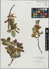Foto von Salix hastata L.